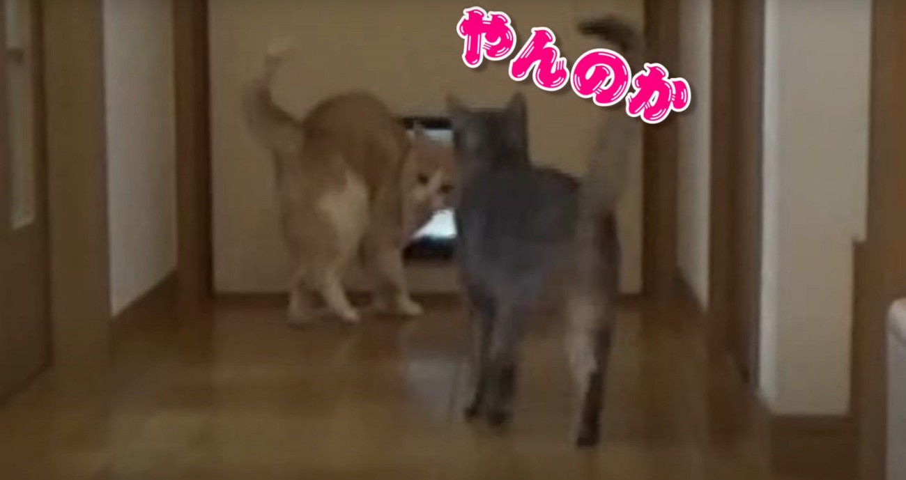 やんのかと書かれた猫二匹の画像