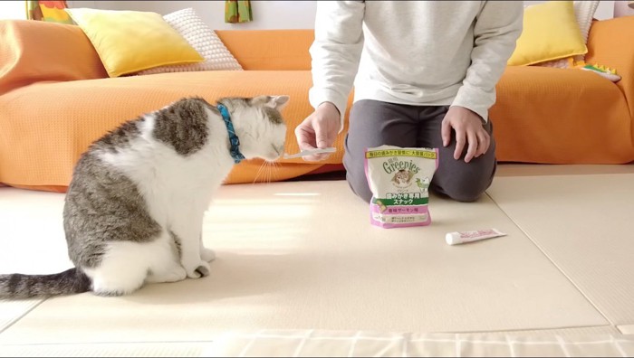 キジ白猫のそばに座る男性