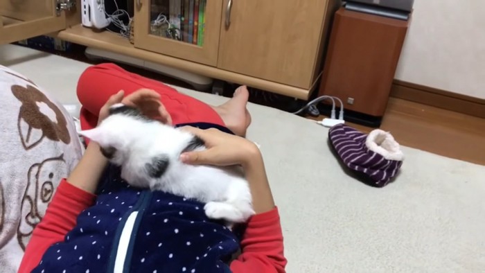 男の子のお腹の上でバランスを崩す子猫