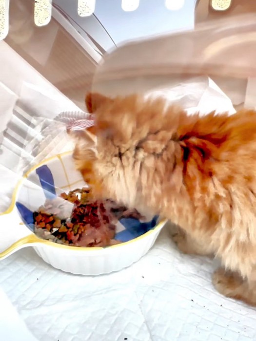 ごはんを食べる子猫