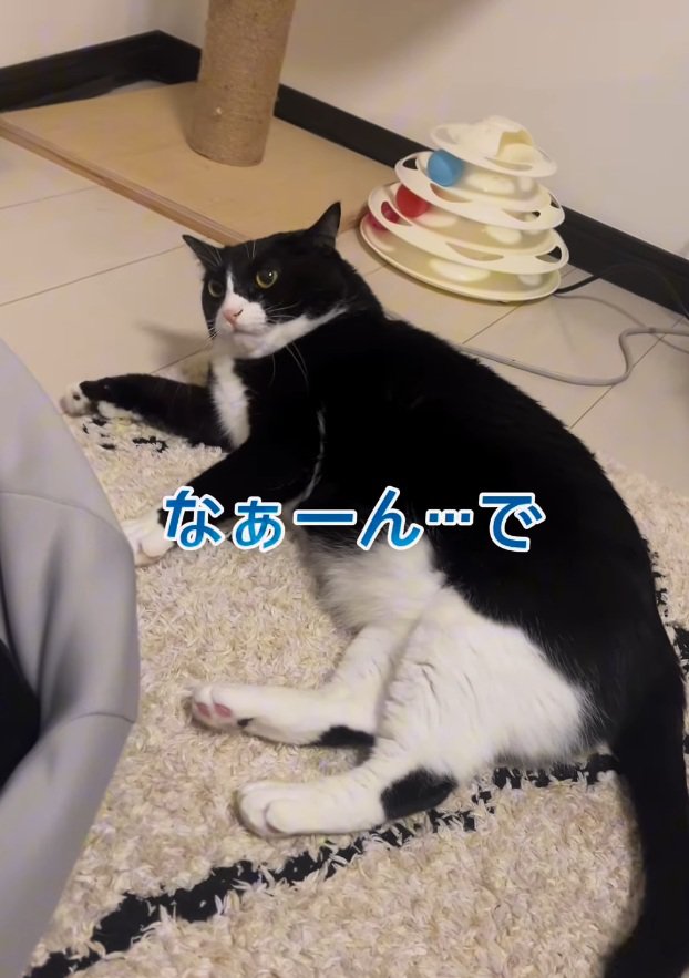 パパさんを見つめるぽんずちゃん