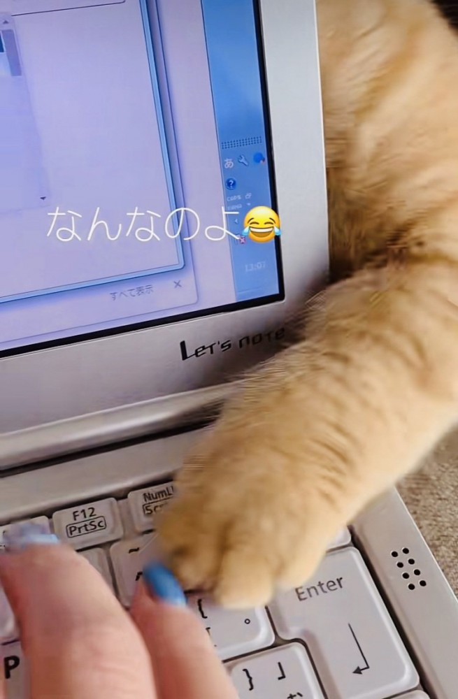 ノートパソコンの後ろから猫パンチするミックス猫