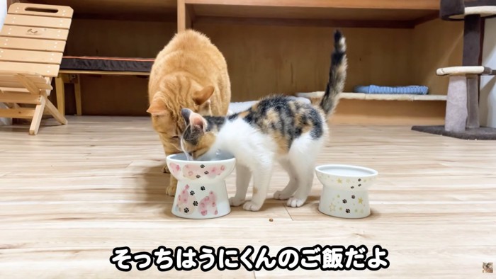 テロップ「そっちはうにくんの～」