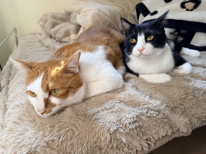 茶白猫と白黒猫