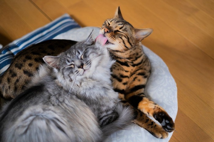 仲良しの猫たち