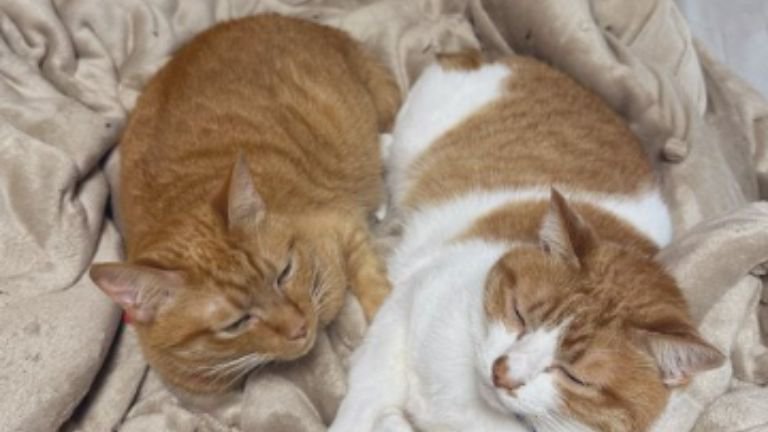 室内にいる猫たち