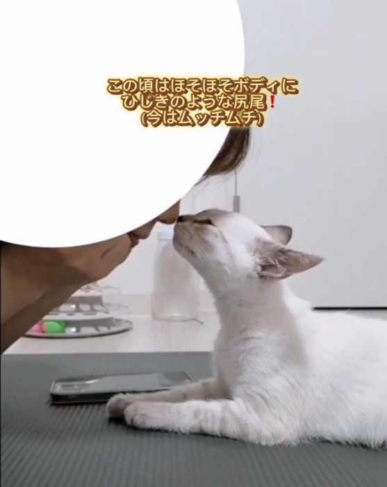 飼い主さんと遊ぶ猫