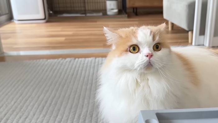 固まるレモンくんのアップ