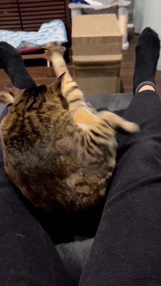 左へ体をよじる猫