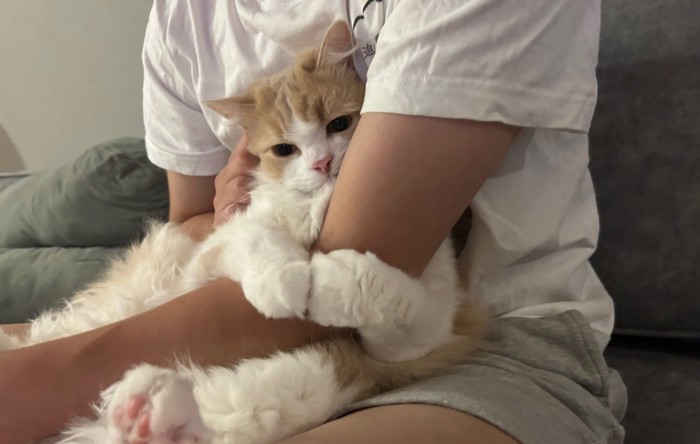 腕に抱き着く猫
