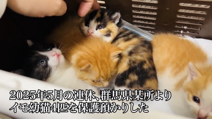 猫用キャリーの中の4匹の子猫に触ろうとする父ちゃん