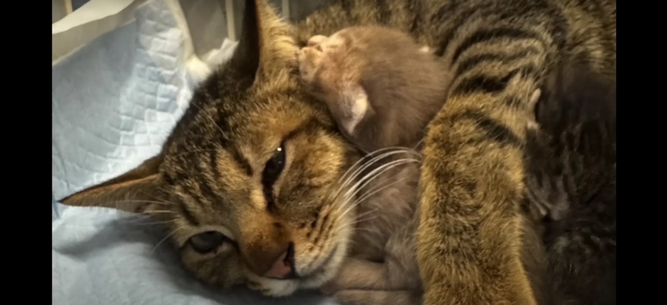 横になっている母猫と子猫%お疲れの様子