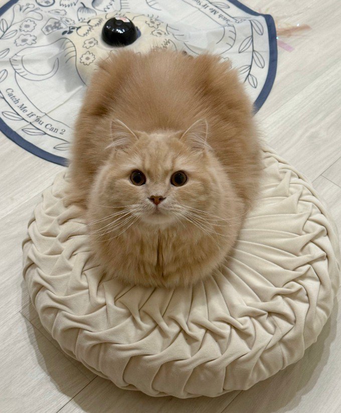 丸いクッションと丸い猫