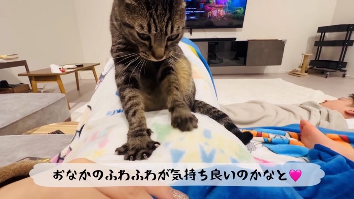 ママのお腹をふみふみするキジトラ猫