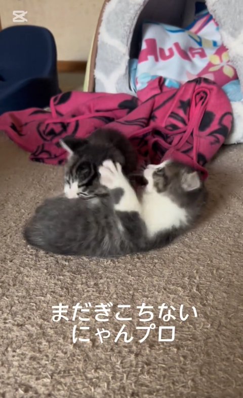 にゃんプロをしている2匹の子猫