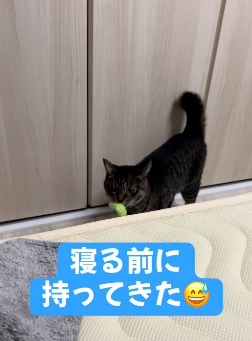 猫じゃらしを咥えている猫