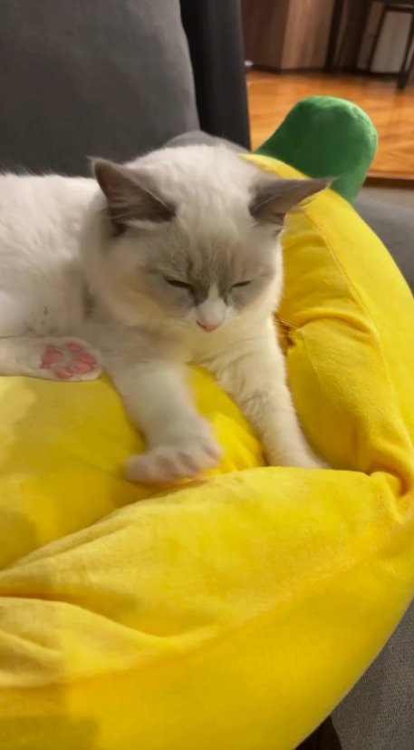 黄色いクッションを前足で踏む猫