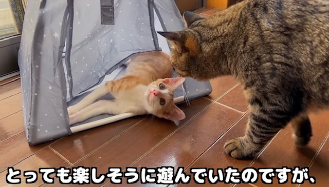 猫用テントに入る子猫と覗き込むキジトラ猫