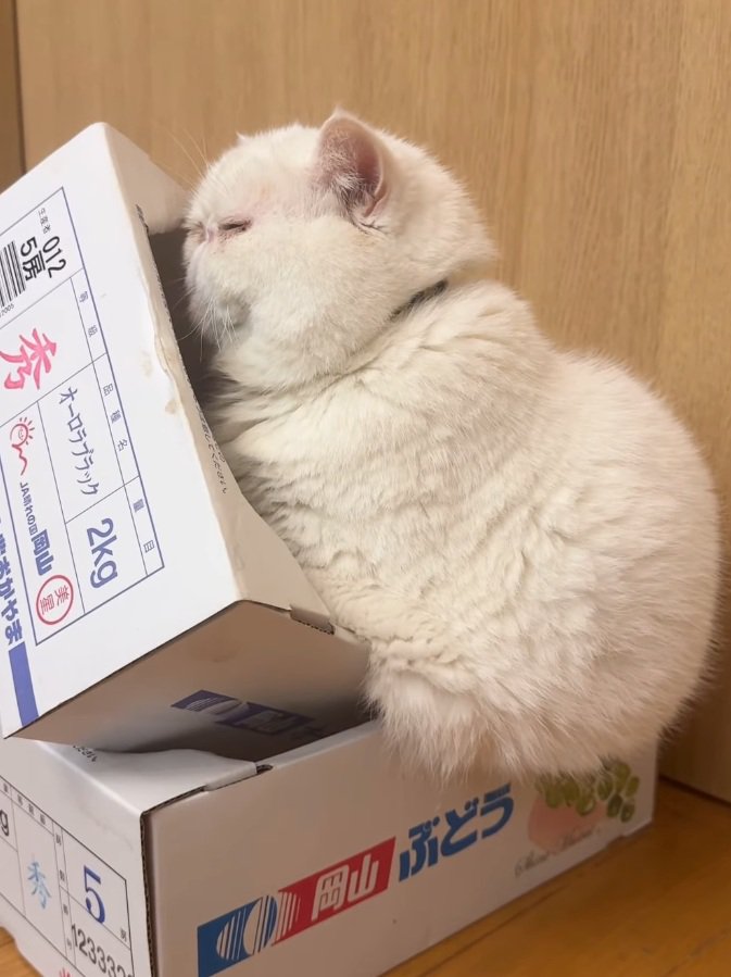 箱の端に乗る猫