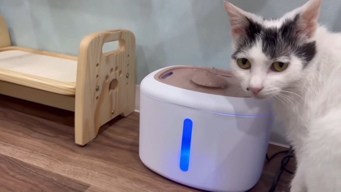 お水を飲むなおみちゃん