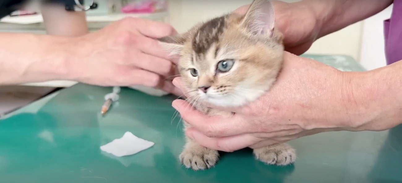 獣医さんと猫%背中にチクり