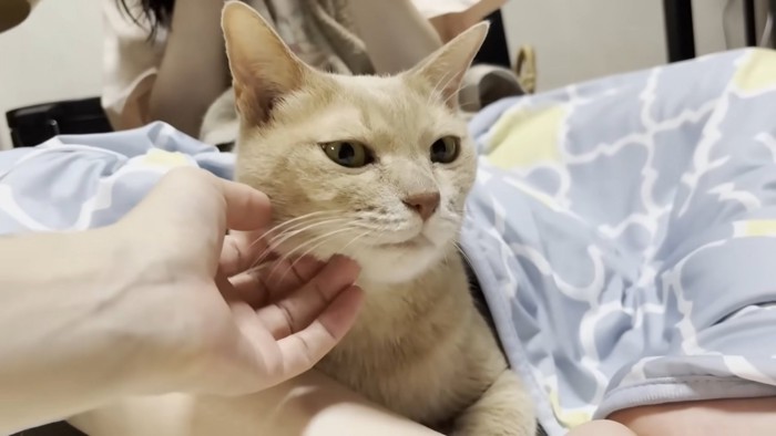 右頬を撫でられる猫ちゃん(背後に娘さん、体にブランケットを被せてもらっている)