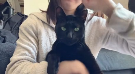 抱っこされている黒猫