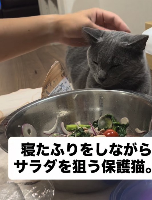 寝たふりをする猫
