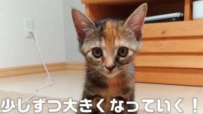 子猫の顔