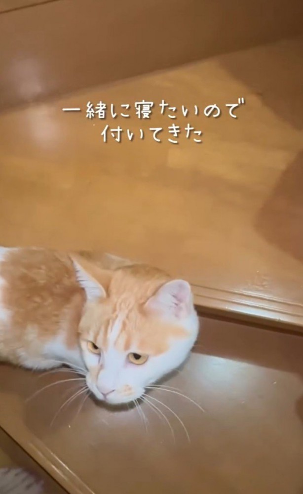 ついてくる猫