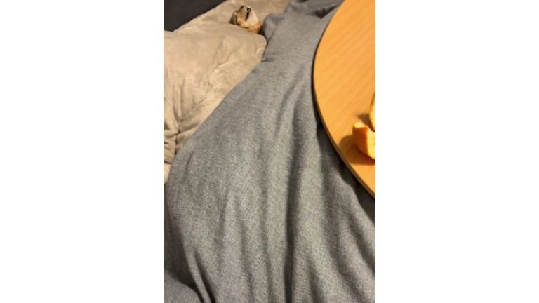 こたつで眠る猫