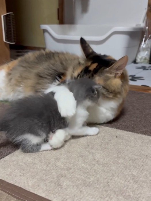 子猫を抱きしめる成猫