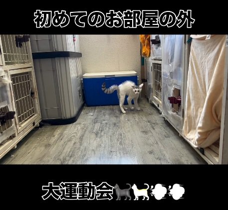 カメラを見る猫