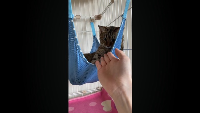 手を見つめる猫さん