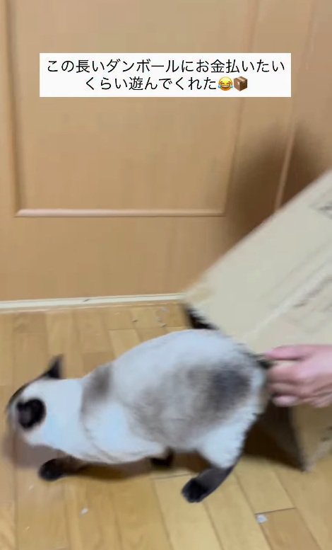 ダンボールから飛び出る猫