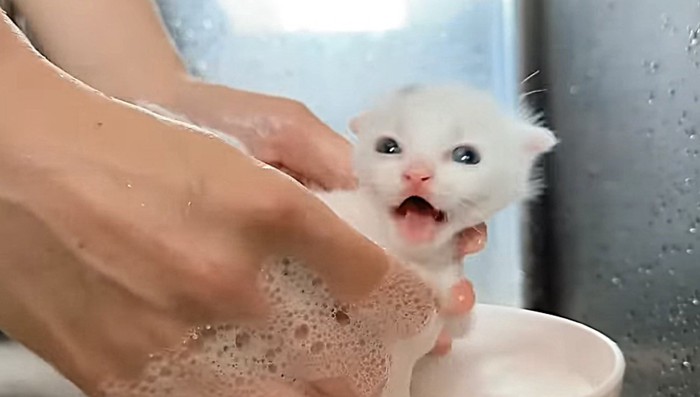 洗われている白い子猫(頭に黒い模様あり)