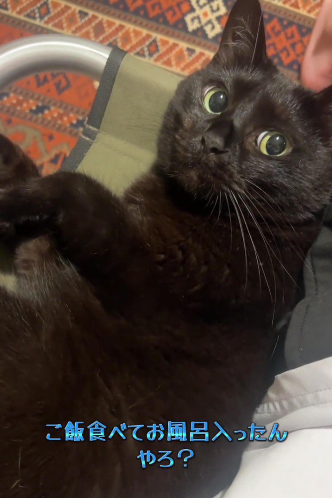 カメラ目線の猫