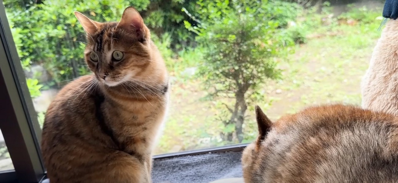 左を向く猫と、犬