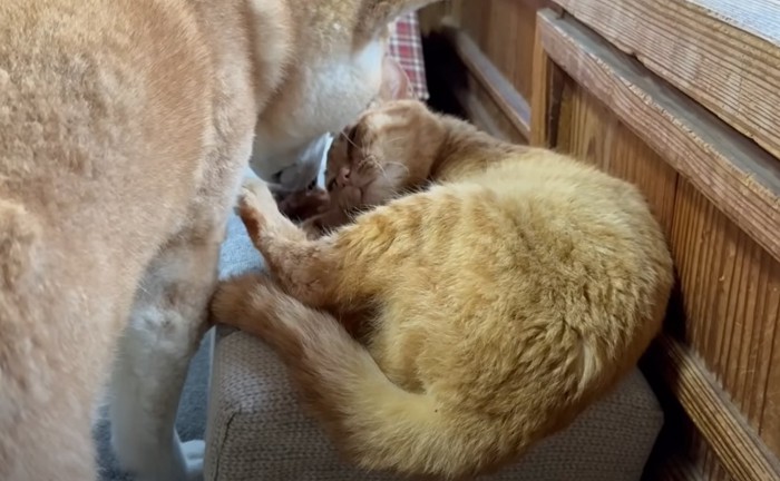 柴犬の前で仰向けになろうとする猫