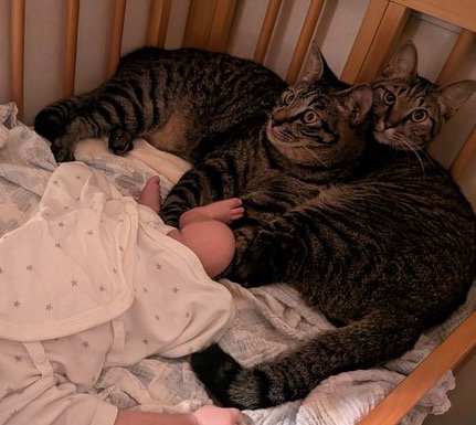 ベビーベッドに横になる2頭の猫