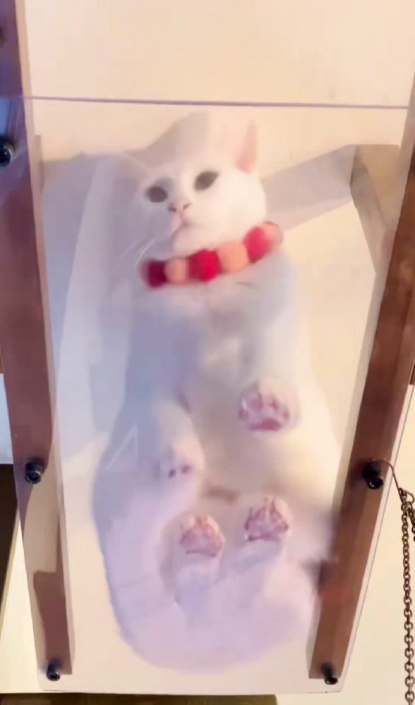 キャットウォークに座る猫