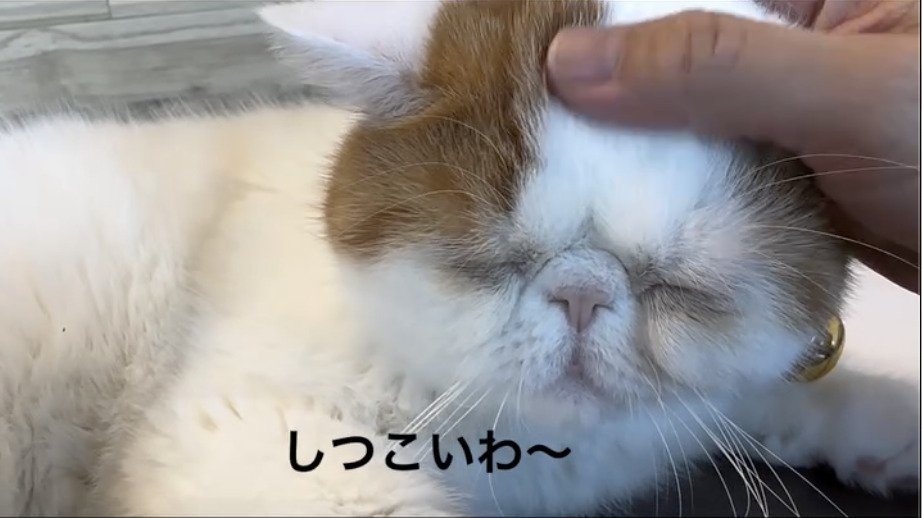 飼い主にしつこく撫でられる猫