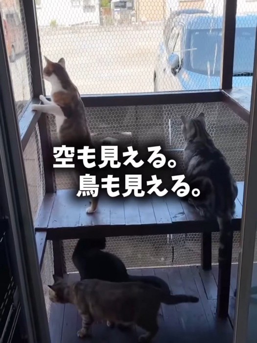外を見ている猫たち