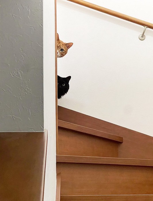 階段の上から覗く2匹の猫