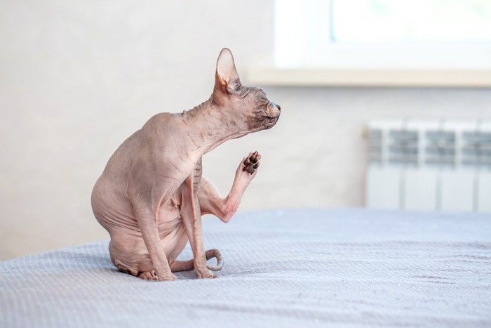 体を掻いている猫
