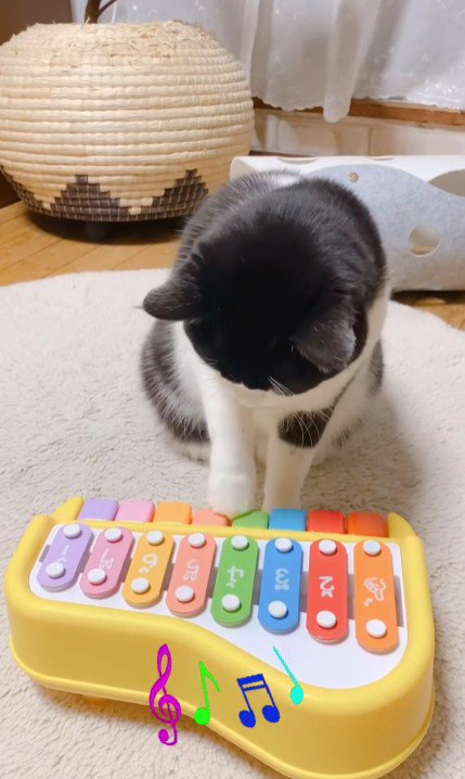 おもちゃのピアノを弾く猫