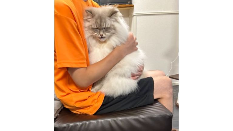 抱っこされている猫