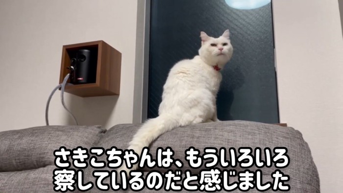 ソファーの背もたれに座る猫