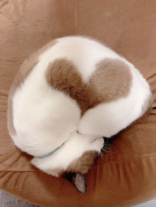 丸くなって眠る猫