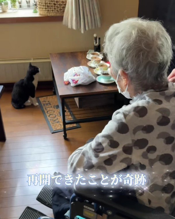 猫を見つめるおばあちゃん